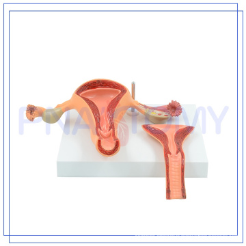 PNT-0586 anatomical model female healthy uterus with long life